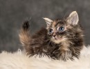 20211012 katje4 810