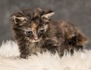 20211012 katje6 812