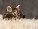 20211012 katje8 814