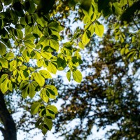 20211109 boswandeling 013