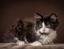 20211122 cruella happy 004