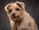 20211208 lola 014