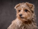 20211208 lola 036