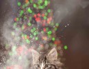 20211220 kat met kerstboom