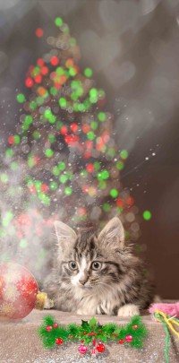 20211220 kat met kerstboom
