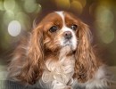20211220 lady feest