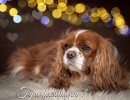 20211220 lady fijne feestdagen